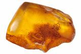 Detailed Fossil Spider (Araneae) In Baltic Amber #128284-1